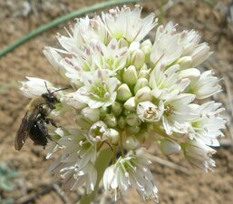 Allium diabolense Flower